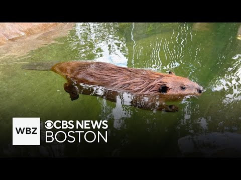 Nibi the beaver meets Gov. Healey after she's allowed to stay with rescue as educational animal