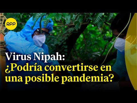 Espacio vital: ¿Qué se sabe del virus 'Nipah', que está causando un brote en la India?