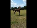 Show jumping horse Mooi Royaal hengstveulen