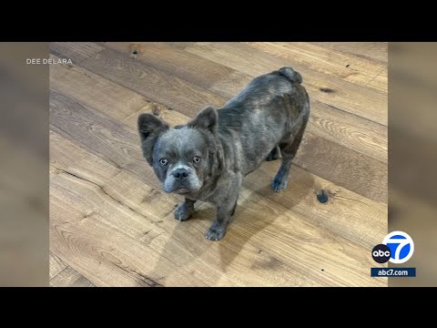 French bulldog stolen in crate from Pasadena home