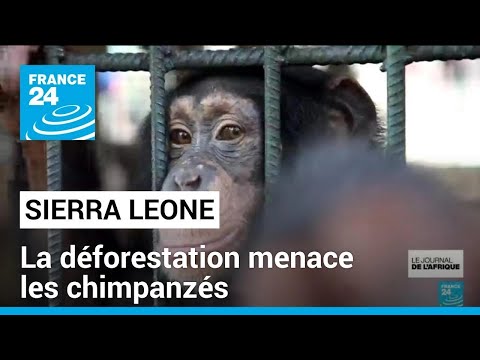 Sierra Leone : la déforestation menace les chimpanzés • FRANCE 24