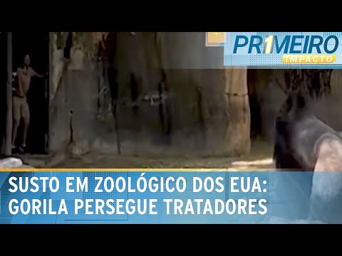 Gorila persegue tratadores em zoológico nos EUA | Primeiro Impacto (11/03/24)