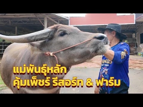 แม่พันธุ์หลักคุ้มเพ็ชร์รีสอร