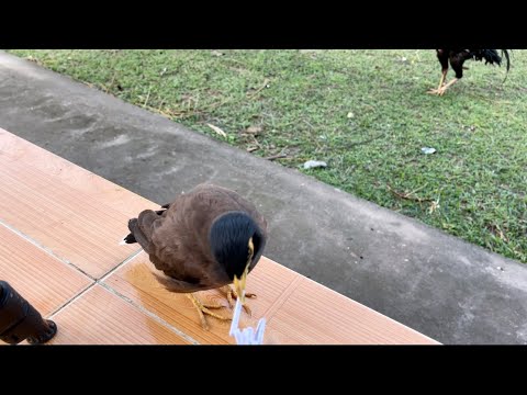 นกเอี้ยงน้อยบอกหวยแล้ว-งวดวันท นกเอี้ยงน้อยบอกหวยแล้ว-งวดวันท