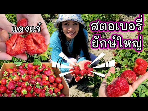 เก็บสตอเบอรี่ลูกใหญ่-🍓-ลูกแดงแ เก็บสตอเบอรี่ลูกใหญ่-🍓-ลูกแดงแ