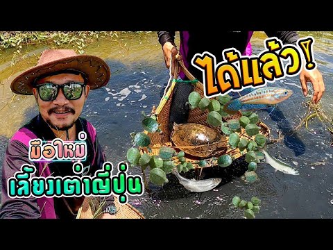 หาเต่าญี่ปุ่น-กลางทุ่งนา-และวิ หาเต่าญี่ปุ่น-กลางทุ่งนา-และวิ