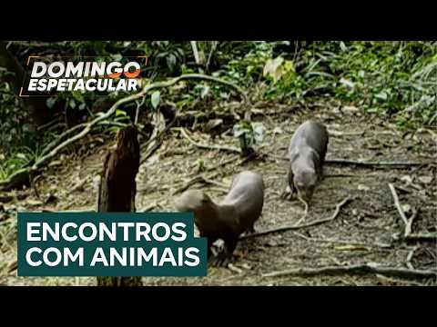 Expedição na Amazônia: acompanhe a busca de ariranhas e botos