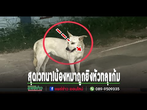 สุดเวทนา!น้องหมาถูกยิงเหล็กแหล