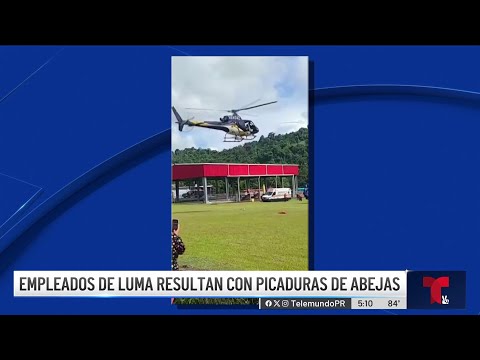 Empleado de LUMA muere tras ser atacado por abejas