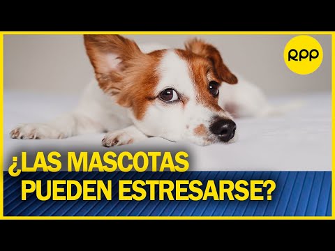 ¿Cuáles son las consecuencias del estrés en nuestras mascotas y cómo evitarlo?