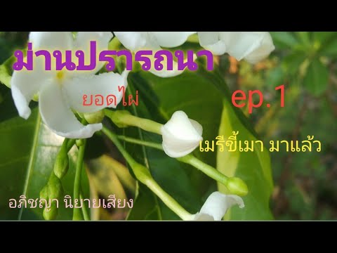 นวนิยายเสียงม่านปรารถนาep.175