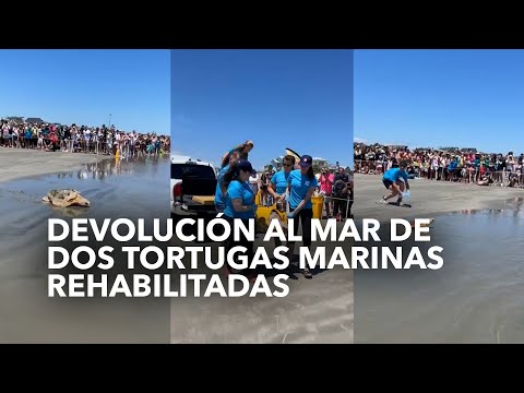 Devolución al mar de dos tortugas marinas rehabilitadas