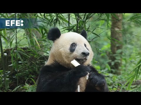 La aventura de los pandas que vuelven a China tras años en zoológicos de otros países