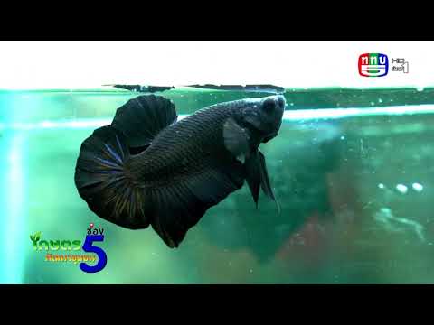 EP65-ไฮไลท์-ปลากัด-และ-สกู๊ปมู EP65-ไฮไลท์-ปลากัด-และ-สกู๊ปมู