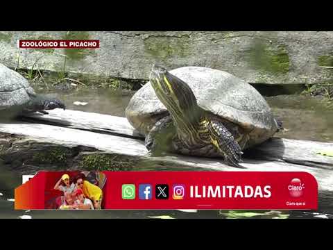 ¡Turismo en la capital! Animales exóticos le esperan este Feriado Morazánico en “El Picacho”