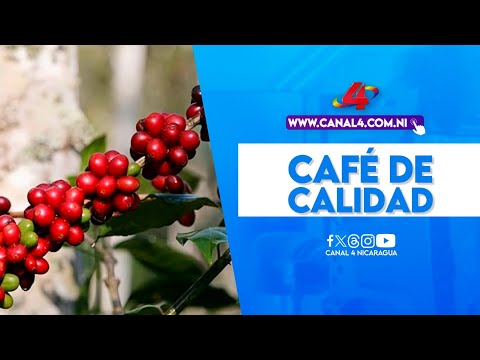 Café de calidad: Nicaragua impulsa su producción hacia China tras entrada en vigor del TLC