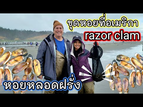 ขุดหอยหลอดฝรั่ง-ในทะเล-คนเยอะม ขุดหอยหลอดฝรั่ง-ในทะเล-คนเยอะม