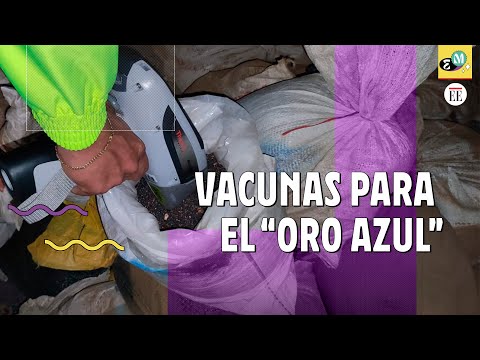 Así funciona el tráfico de coltán en Colombia  | El Espectador