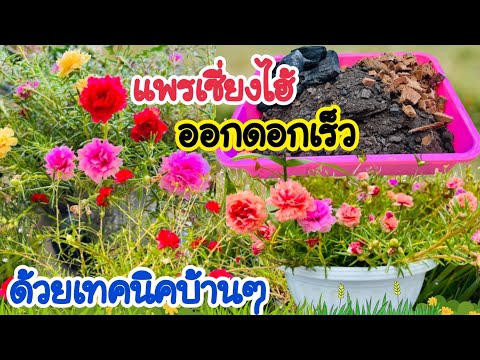 💯รีบทำด่วน!วิธีแก้ปัญหาแพรเซี่