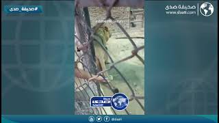 الله سلمه من الأسد