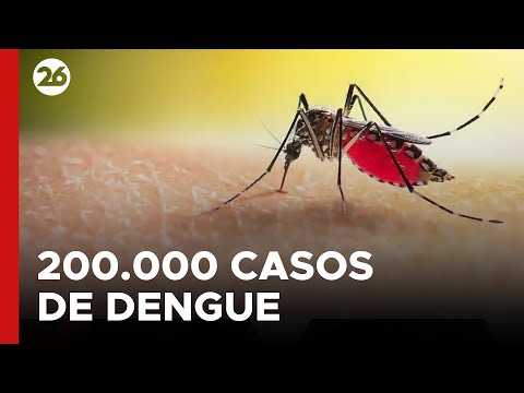 ARGENTINA | Dengue: Se registraron más de 200.000 casos y más de 100 muertos