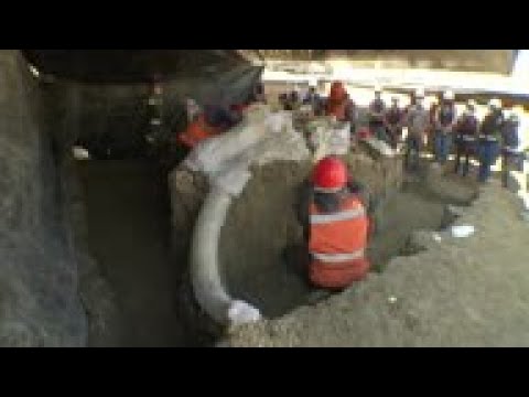 Mammoth skeletons found at Mexico airport site