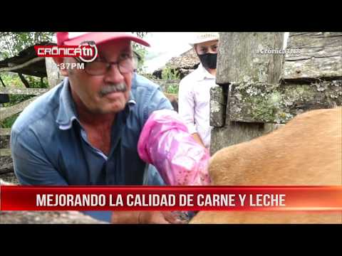 Inseminación artificial mejorará la calidad de leche y carne en Estelí - Nicaragua