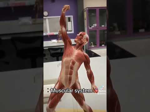 AnatomyตอนMuscularsystem