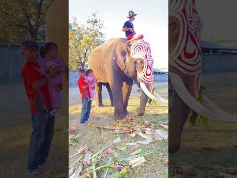 ช้างช้างช้างตัวใหญ่มากก🐘อัญ