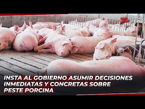 Esteban Delgado insta al Gobierno asumir decisiones inmediatas y concretas sobre peste porcina