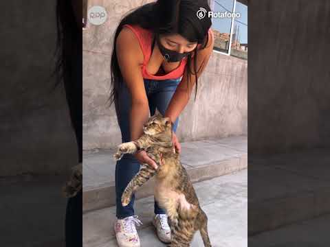 Arequipa: Fernanda, la joven que refugia a más de 60 gatos abandonados en su casa
