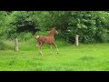 Dressuurpaard Stoer allround Gelderse jaarling met extra bewegingen