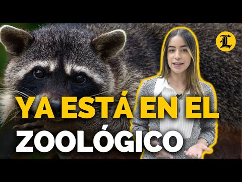 Apache, la mapache salvada y descuidada en el Zoológico Nacional tras ser capturada en Santo Domingo