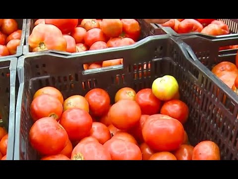 Kilo de tomate aumentó un 16% esta semana en las ferias del agricultor
