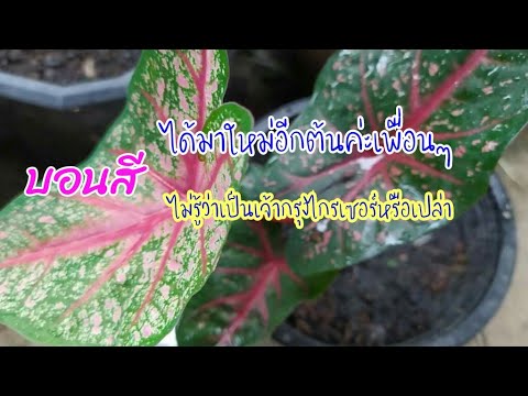 บอนสีต้นใหม่ บอนสีต้นใหม่