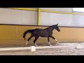 Dressage horse Talentvolle 3 jarige merrie