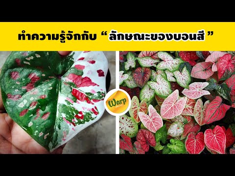 บอนสี-ลักษณะบอนสี-การปรับปรุงพ บอนสี-ลักษณะบอนสี-การปรับปรุงพ