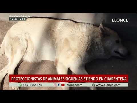 Proteccionistas de animales siguen asistiendo en cuarentena