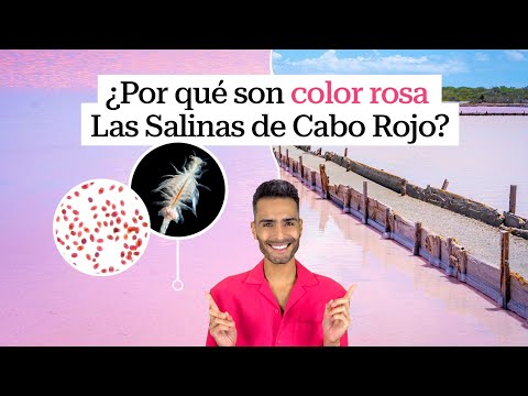 ¡Mira lo que se esconde en el agua de Las Salinas de Cabo Rojo! ¿Por qué es color rosa?