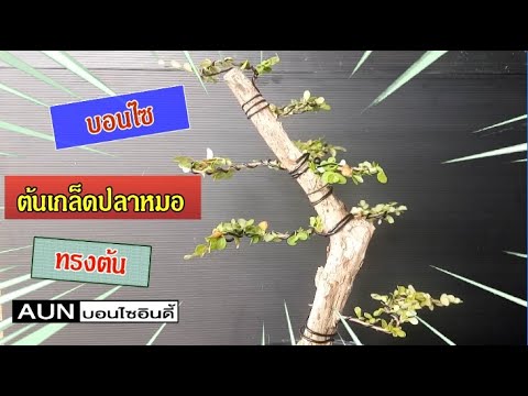 บอนไซต้นเกล็ดปลาหมอทรงต้น