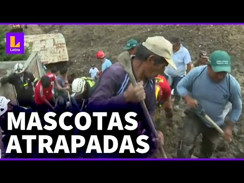 Huaico en Huaral: Rescatistas oyen ladridos de mascotas atrapadas