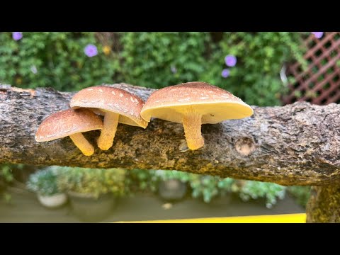 Técnica permite cosechar hongos en troncos de madera