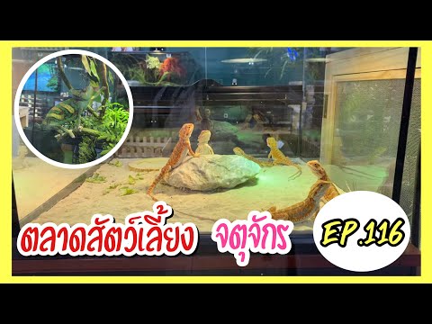 Zing’s-Day-I-ตะลุยสัตว์เลี้ยงจ Zing’s-Day-I-ตะลุยสัตว์เลี้ยงจ