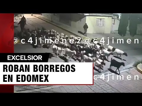 Cuatreros roban borregos en Edomex; ‘¿dónde están?’, se preguntan