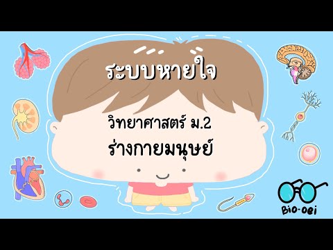 สรุปร่างกายมนุษย์ม.2-ระบบห