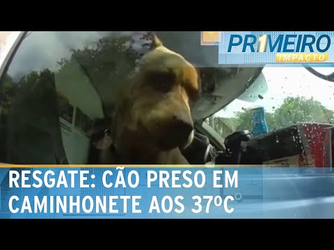 EUA: Cão é deixado em cabine de caminhonete enquanto donos vão à praia | Primeiro Impacto (06/06/24)