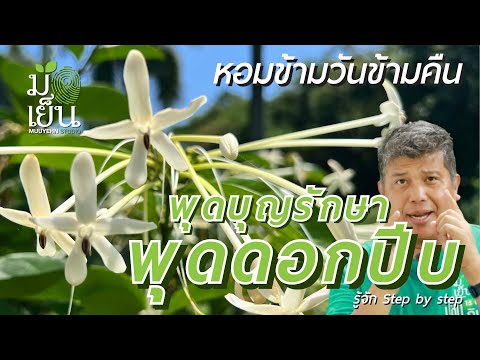 พุดดอกปีบหอมข้ามวันข้ามคืนแด