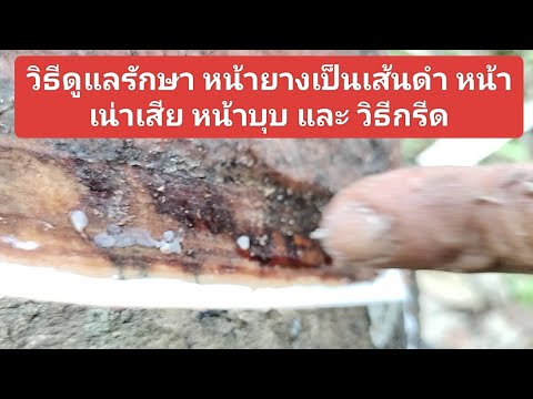 แนะนำวิธีดูแลรักษาหน้ายางเน่