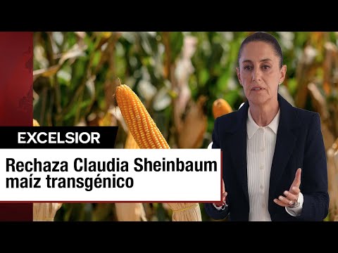 Claudia Sheinbaum reitera su rechazo a la siembra de maíz transgénico