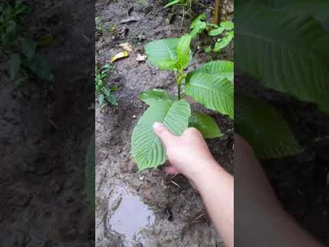 อัพเดทต้นกระท่อมเสียบยอดตอกระท